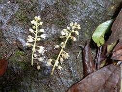 Image of Itea parviflora Hemsl.