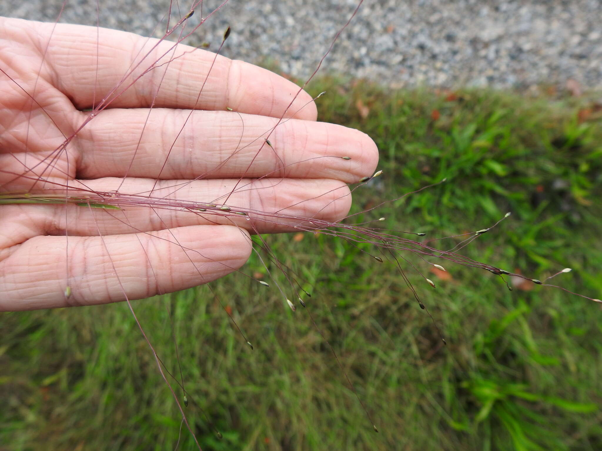 صورة Digitaria cognata (Schult.) Pilg.