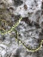 Image of narrowleaf marsh elder