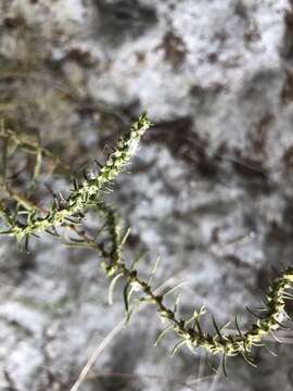 Image of Pensacola marsh elder