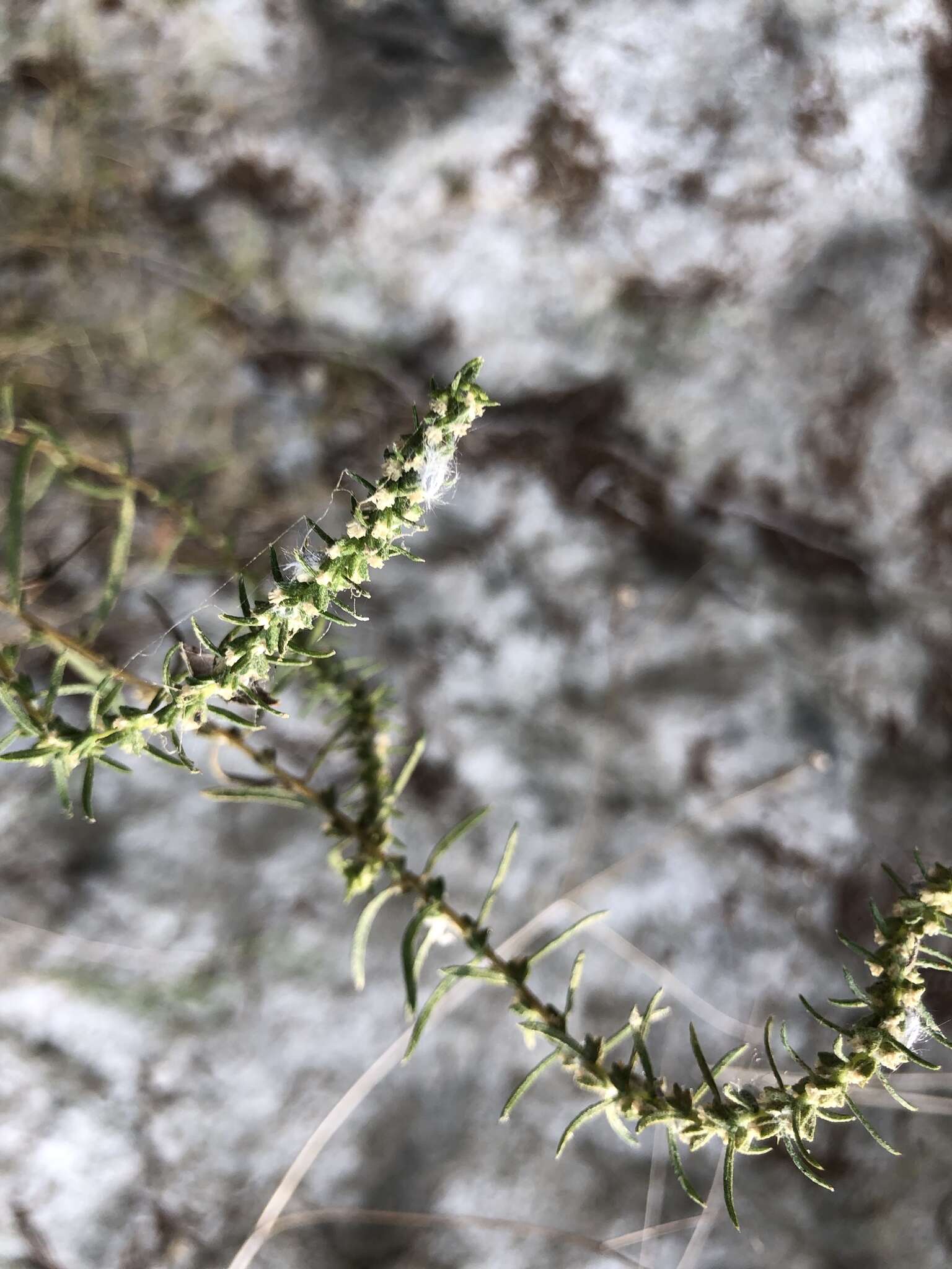 Image of narrowleaf marsh elder