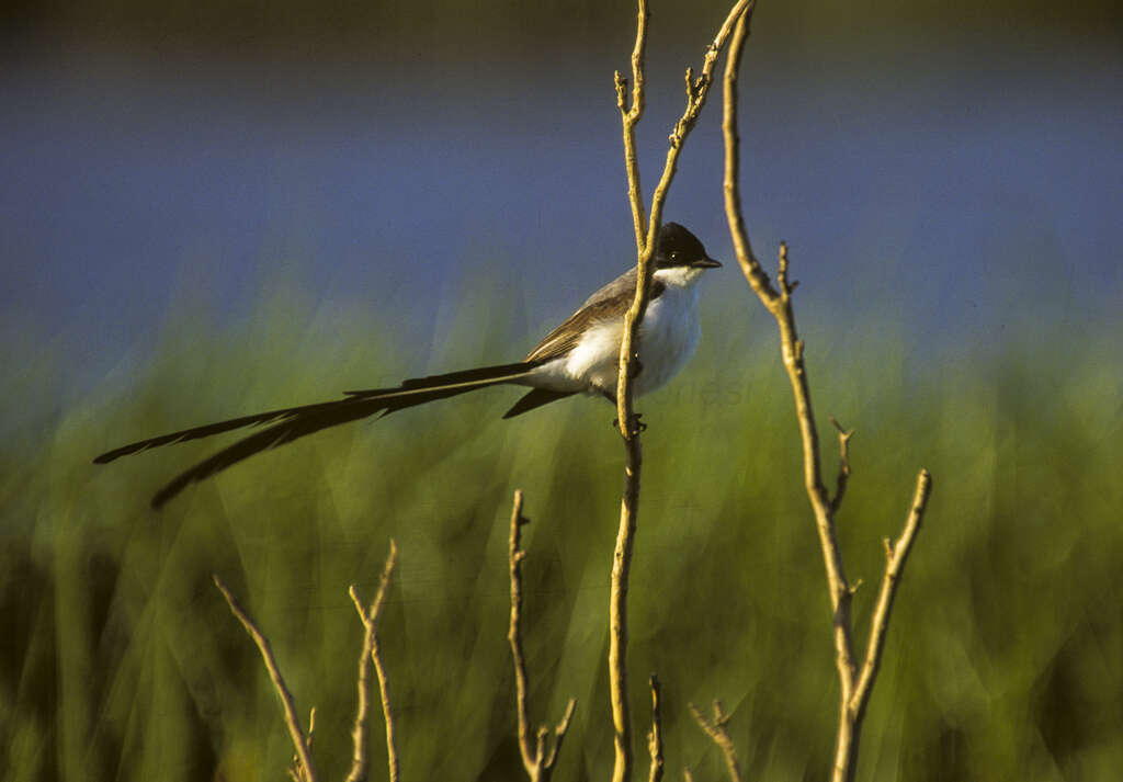 Image of Fork-tailed Flycatcher