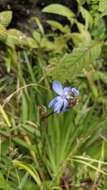 Orthrosanthus monadelphus Ravenna的图像