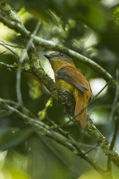 Image of Rufous-tailed Attila