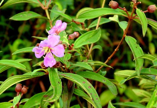 Image of Melastoma malabathricum subsp. malabathricum