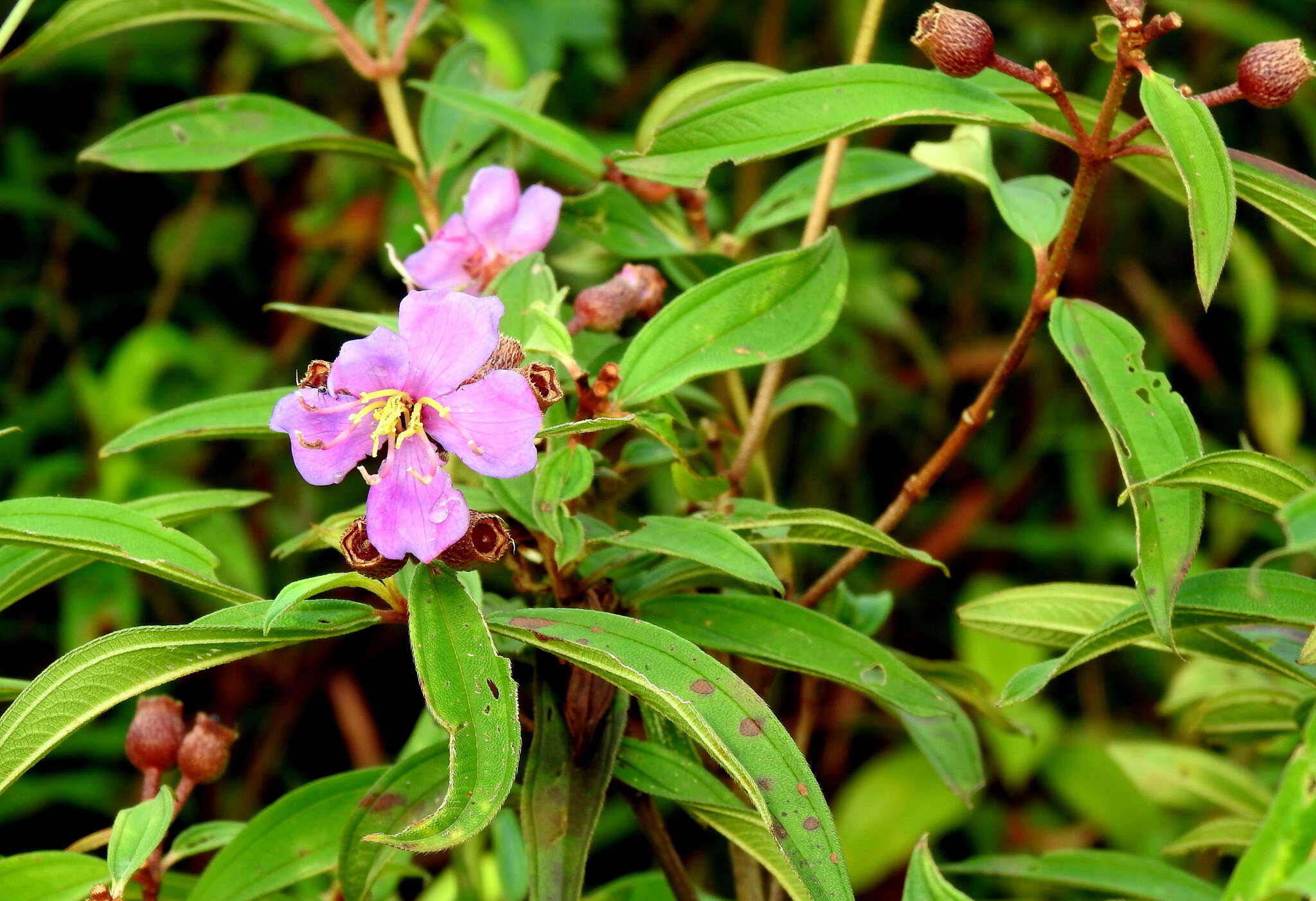 Melastoma malabathricum subsp. malabathricum resmi