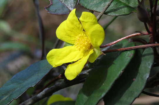 Hibbertia dentata R. Br. resmi