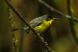 Todirostrum cinereum (Linnaeus 1766) resmi