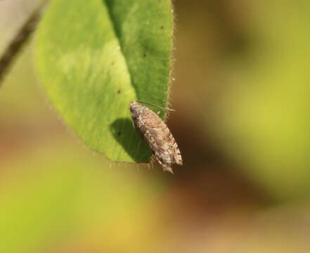 Image of Leaf roller