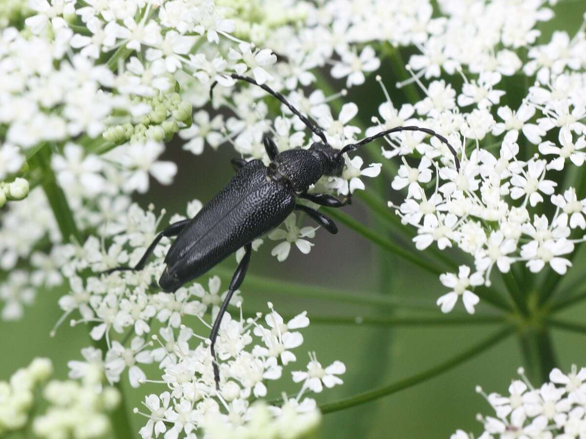 Imagem de Stictoleptura scutellata (Fabricius 1781)