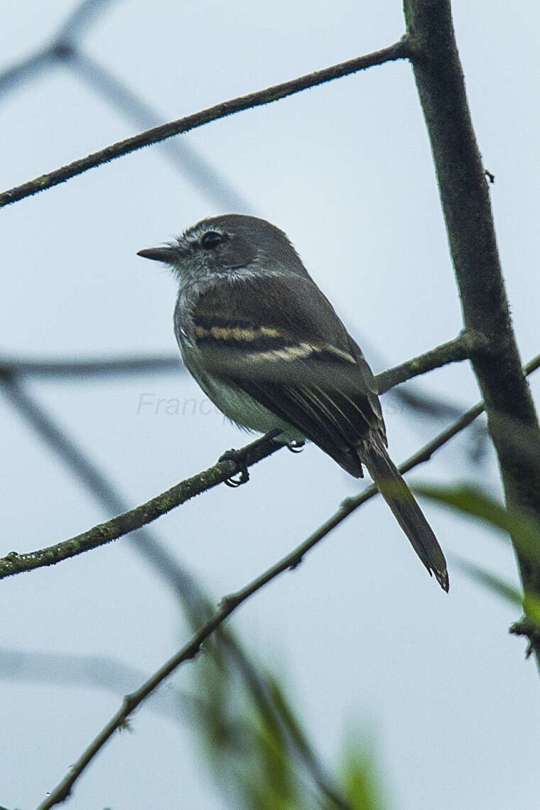 Image of Bran-colored Flycatcher