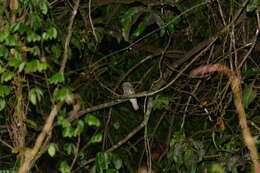 Image of Ceylon Frogmouth