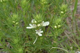 Teucrium laciniatum Torr.的圖片