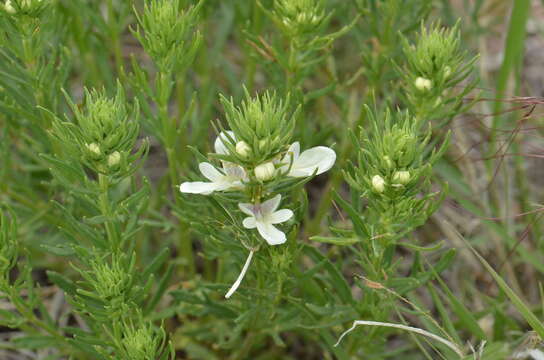 Teucrium laciniatum Torr.的圖片