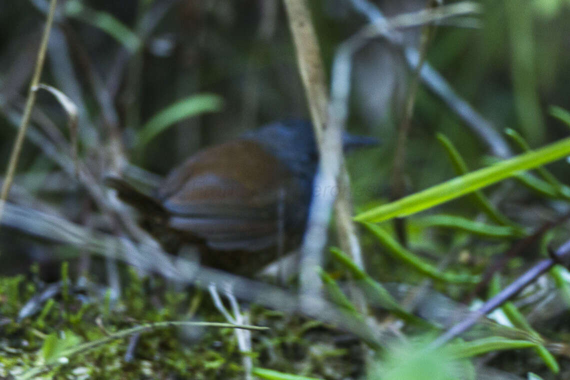 Image de Eleoscytalopus Maurício et al. 2008