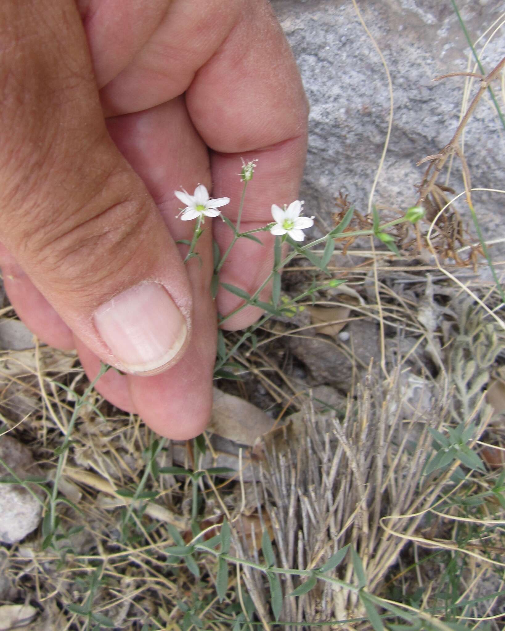 Image de Arenaria lanuginosa (Michx.) Rohrb.