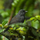 Image of Long-tailed Tapaculo