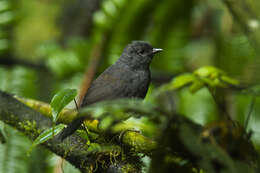 Image of Long-tailed Tapaculo