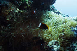 Plancia ëd Amphiprion melanopus Bleeker 1852