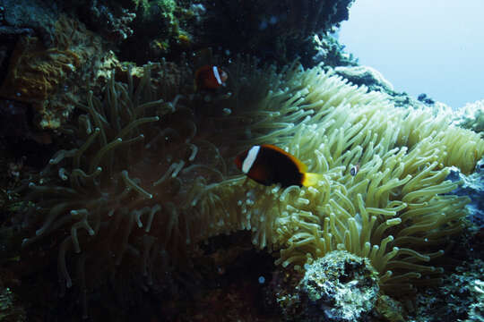 Image of Cinnamon clownfish