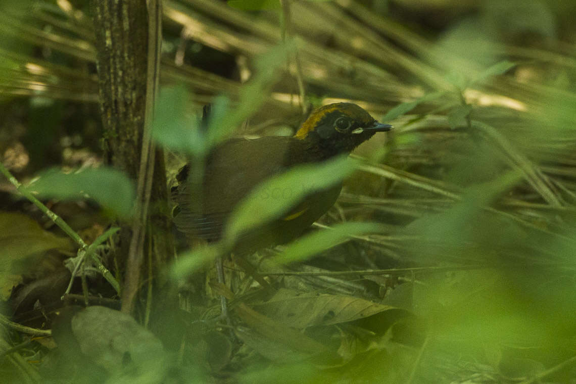 Image of Rufous-capped Antthrush