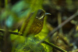 Image of Moustached Antpitta