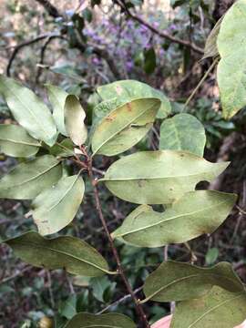 Image of Petalostigma triloculare Müll. Arg.