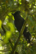 Image of Tufted Antshrike