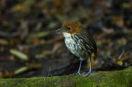 Image of Chestnut-crowned Antpitta