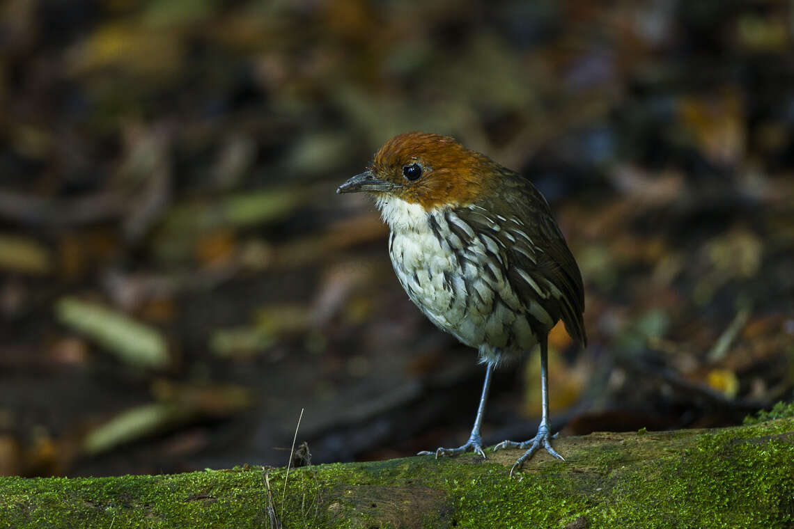 Image of Chestnut-crowned Antpitta