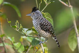 Image of Barred Antshrike