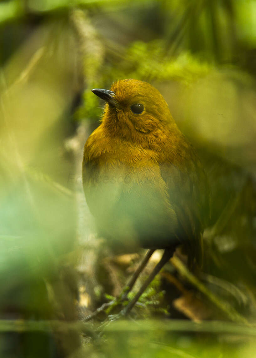 Image of Rufous Antpitta