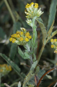 صورة Rhodanthe moschata (A. Cunn. ex DC.) P. G. Wilson