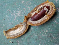 Image of tonka bean