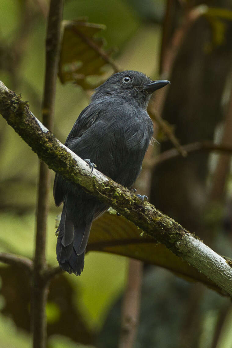 Imagem de Thamnophilus unicolor (Sclater & PL 1859)