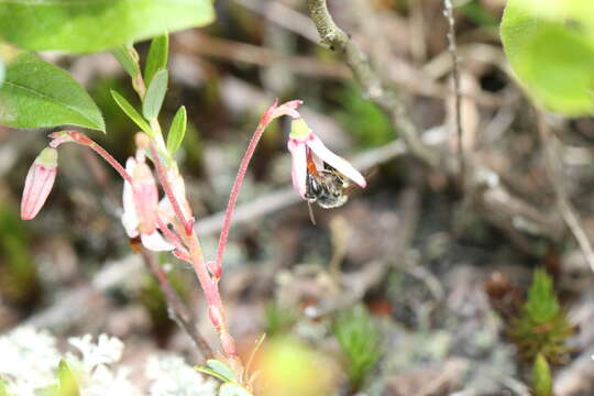 Image of Andrena carolina Viereck 1909