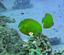 Image of Addis Butterflyfish