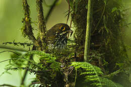 Image of Peruvian Antpitta