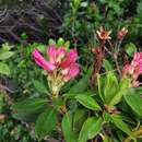 Plancia ëd Rhododendron × intermedium