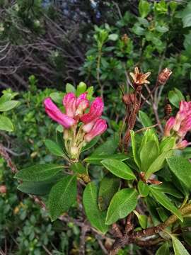 صورة Rhododendron × intermedium