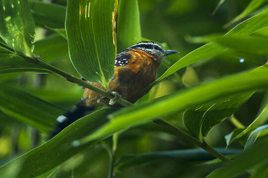 Image of Ferruginous Antbird