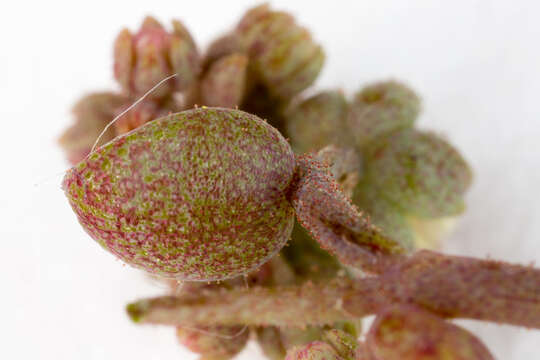 Image of thick-leaf stonecrop