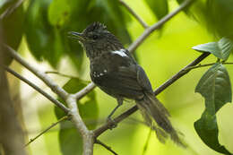 Image of Dusky-tailed Antbird