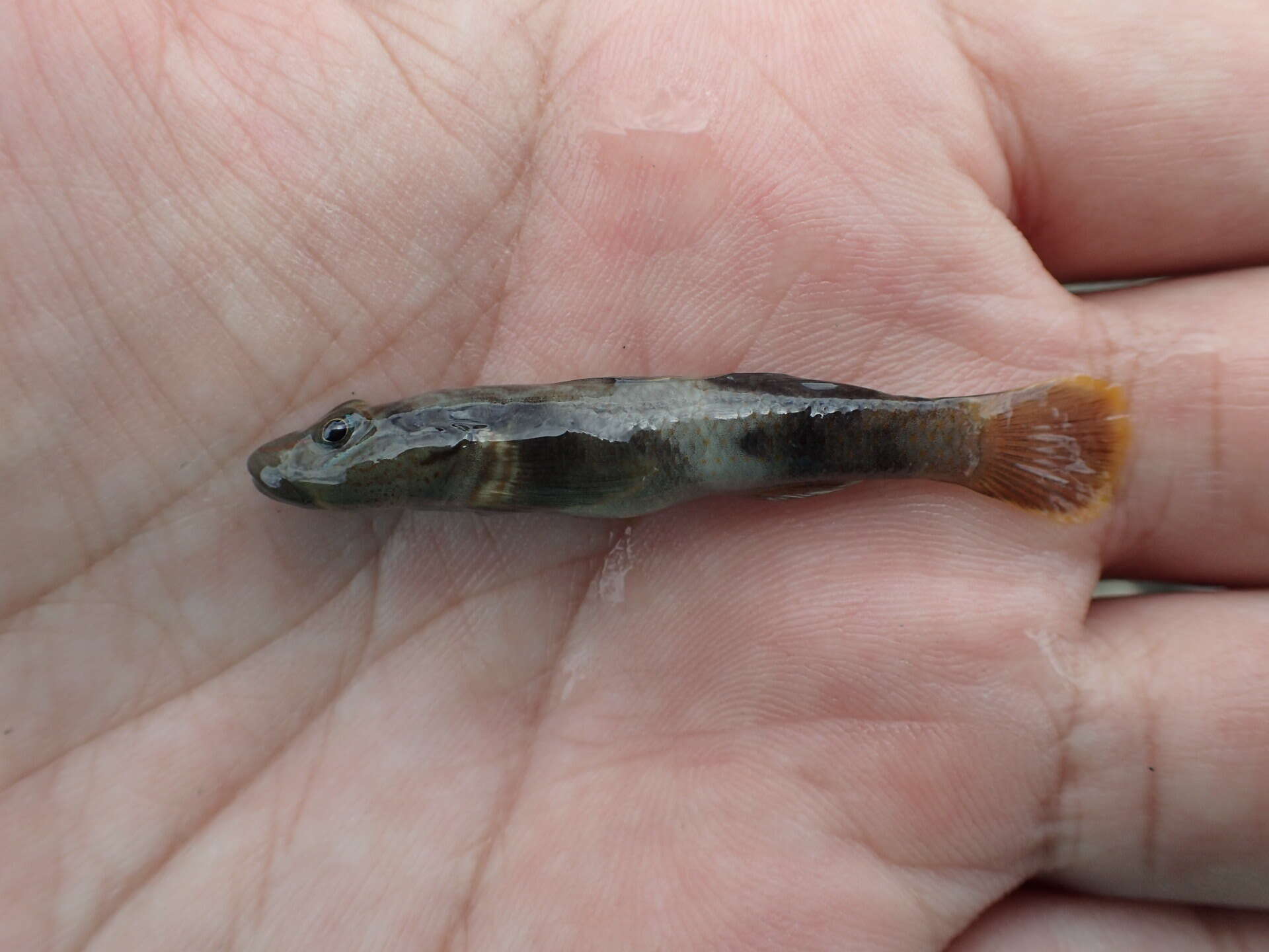 Image of Rhinogobius gigas Aonuma & Chen 1996