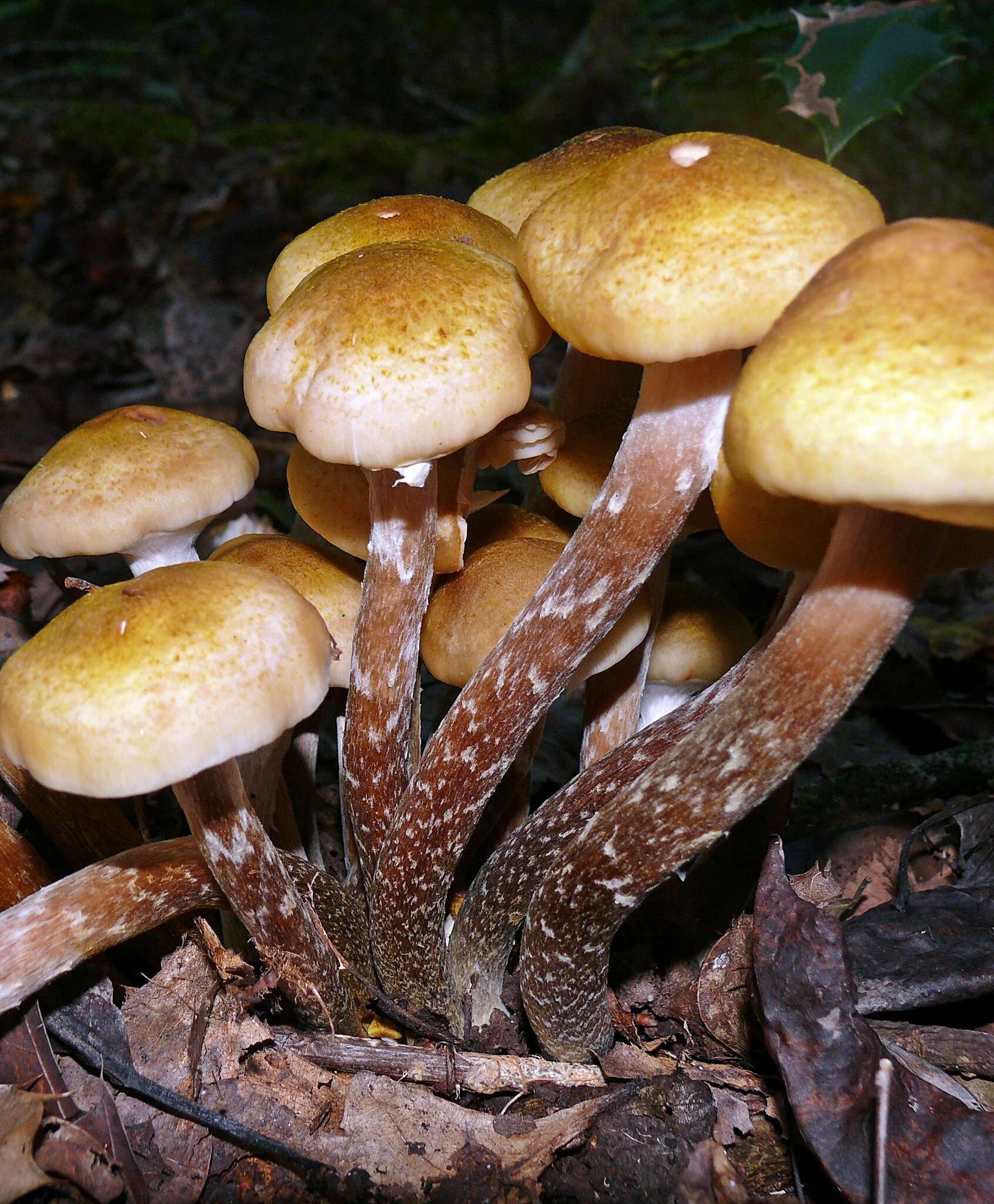 Image of Honey Fungus