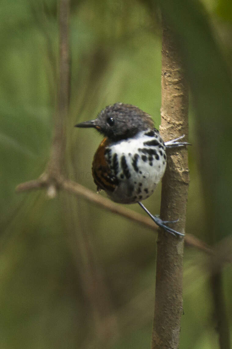 Image of Spotted Antbird