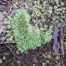 Image of leucobryum moss