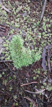 Image of leucobryum moss