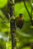 Image of Common Scale-backed Antbird