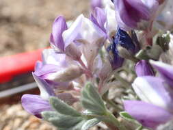 Image of matted lupine